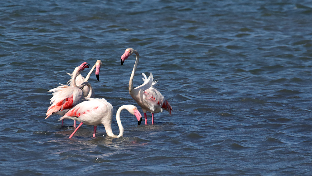 three flamingos appearing to be having a chat; the fourth, bored, is wandering off for some food - image 1