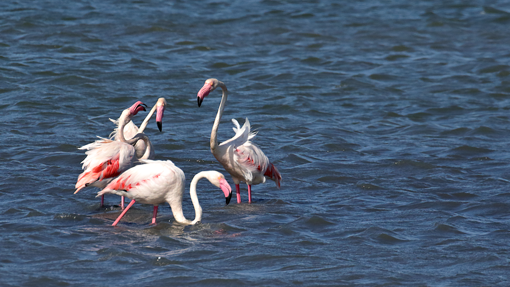 three flamingos appear to be having a chat; the fourth, bored, is wandering off for some food - image 1