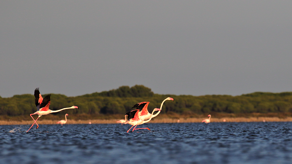 flaamingos on the runway - image 5