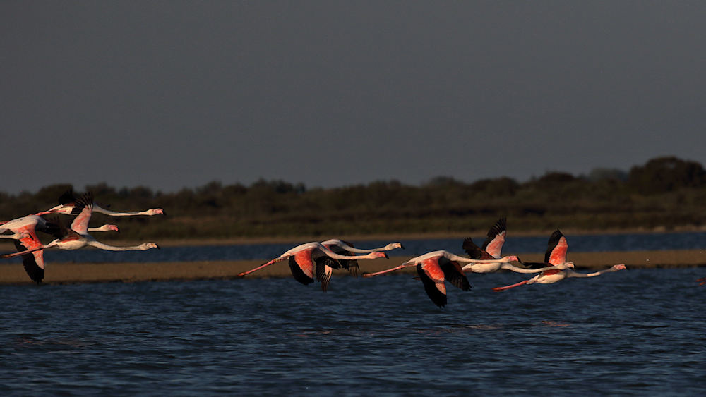 another group in flight - image 8