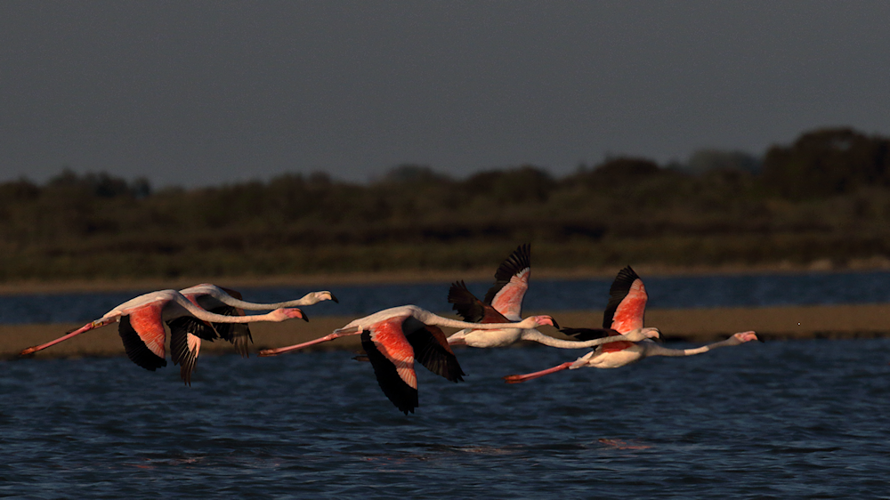 same small group in flight (closer up) - image 9