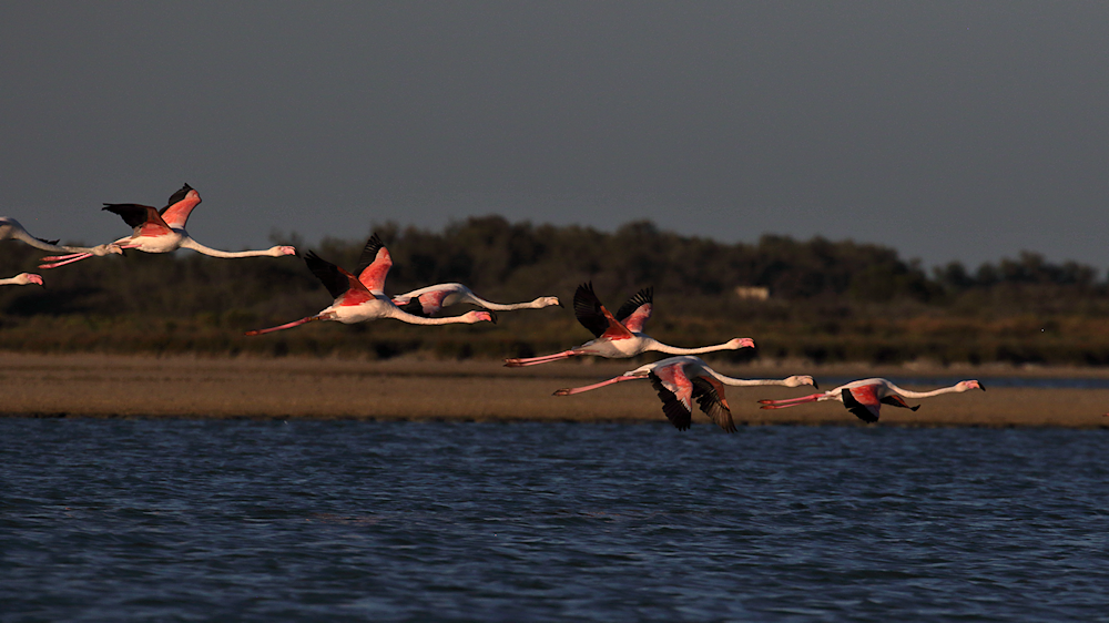 a small group after lift-off - image 7