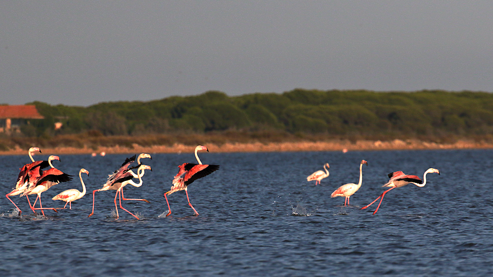 flamingos start lift off - image 4