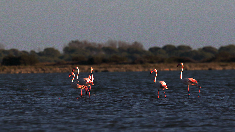 flamingos at sunset - image 2