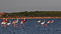 flamingos start life-off