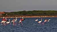 flamingos start life-off