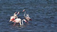 three flamingos appearing to be having a chat; the fourth is wandering off for some food)