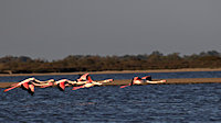 another group in flight