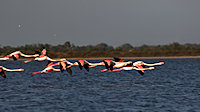 larger group in flight