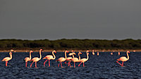 flamingos line up
