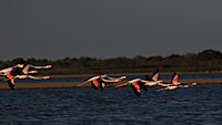 slightly bigger group shortly after lift-off