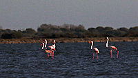 flamingos at sunset